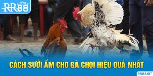 Cách Sưởi Ấm Cho Gà Chọi Hiệu Quả Nhất