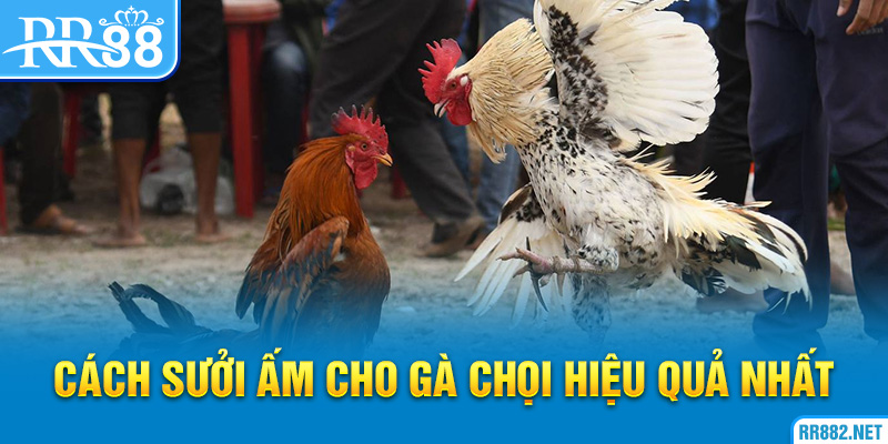 Cách Sưởi Ấm Cho Gà Chọi Hiệu Quả Nhất