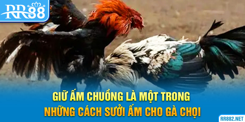 Giữ ấm chuồng là một trong những cách sưởi ấm cho gà chọi