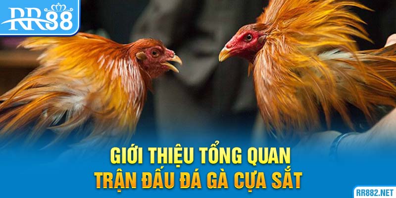 Tổng quan về đá gà cựa sắt