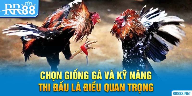Một vài đặt điểm khi chọn chiến kê