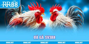 Đá gà SV388