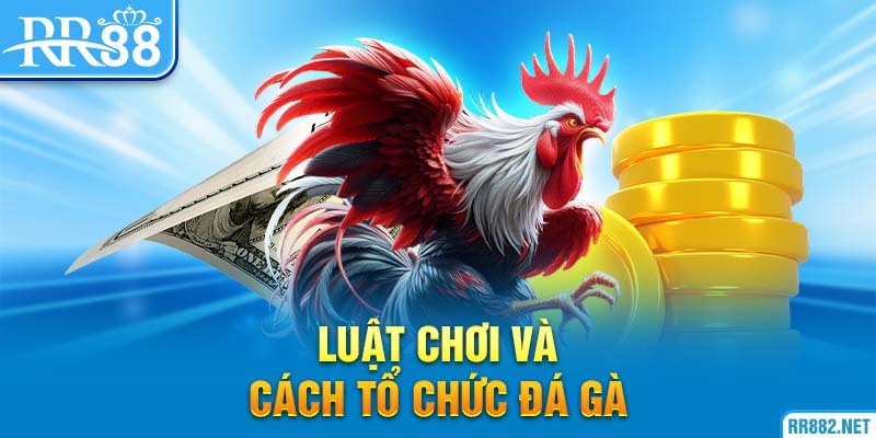 Một số lưu ý về luật chơi đá gà cựa sắt cho kê thủ