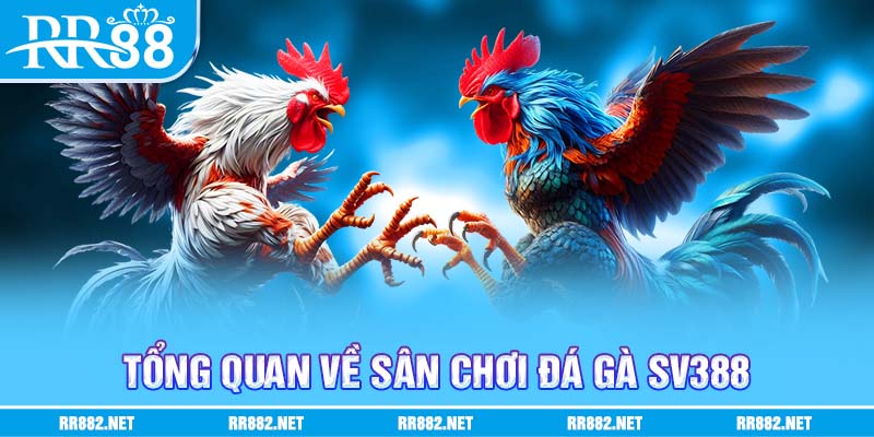 Tổng quan về đá gà SV388 chi tiết