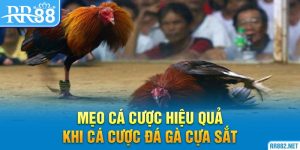 Đá gà cựa sắt và mẹo chơi hiệu quả