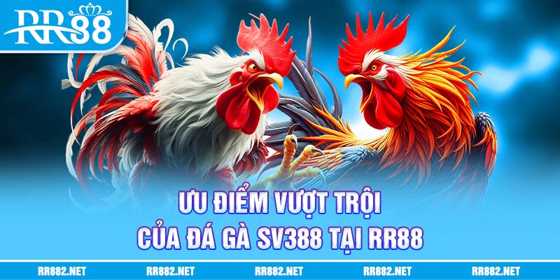 Một số lợi ích khi tham gia chơi đá gà tại nhà cái RR88