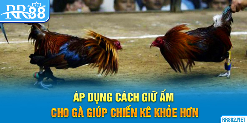 Áp dụng cách giữ ấm cho gà giúp chiến kê khỏe hơn