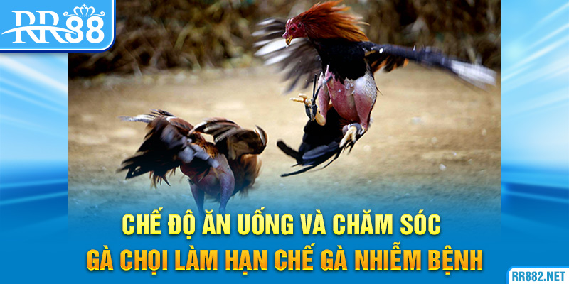 Chế độ ăn uống và chăm sóc gà chọi làm hạn chế gà nhiễm bệnh