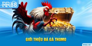 Giới thiệu đá gà Thomo