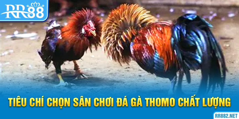 Nên chọn sân chơi đá gà Thomo chất lượng bởi các tiêu chí trên